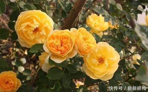 施肥|一年中什么时候最适合给月季施肥呢?