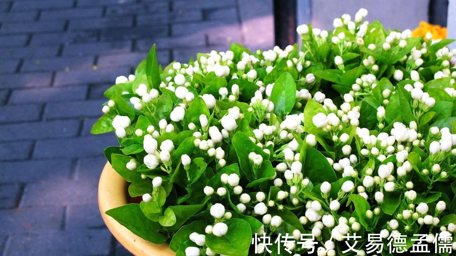 茉莉|“茉莉花”养护全攻略