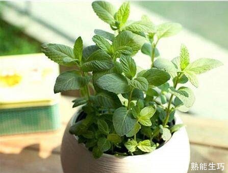 总是睡不好养这4种花,家里空气一级棒,一家老小睡得香!