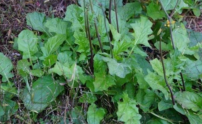 马头兰|女性养肝就是保命,3种野菜农村田边疯长,养肝护肝抗衰老