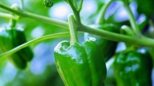 中年|养肝就是保命，3种食物，农村不起眼，城里人没吃过，能养肝护肝