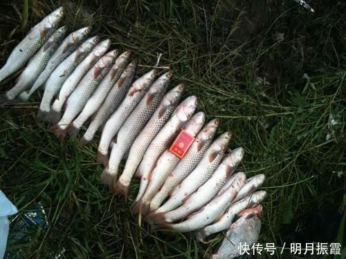 掠食|泥鳅钓鱼，这才是真正一天百十斤的疯狂钓法