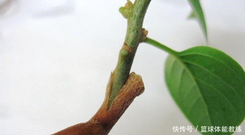 一棵三角梅,想开出五颜六色的花,此“方法”最靠谱,2分钟学会!