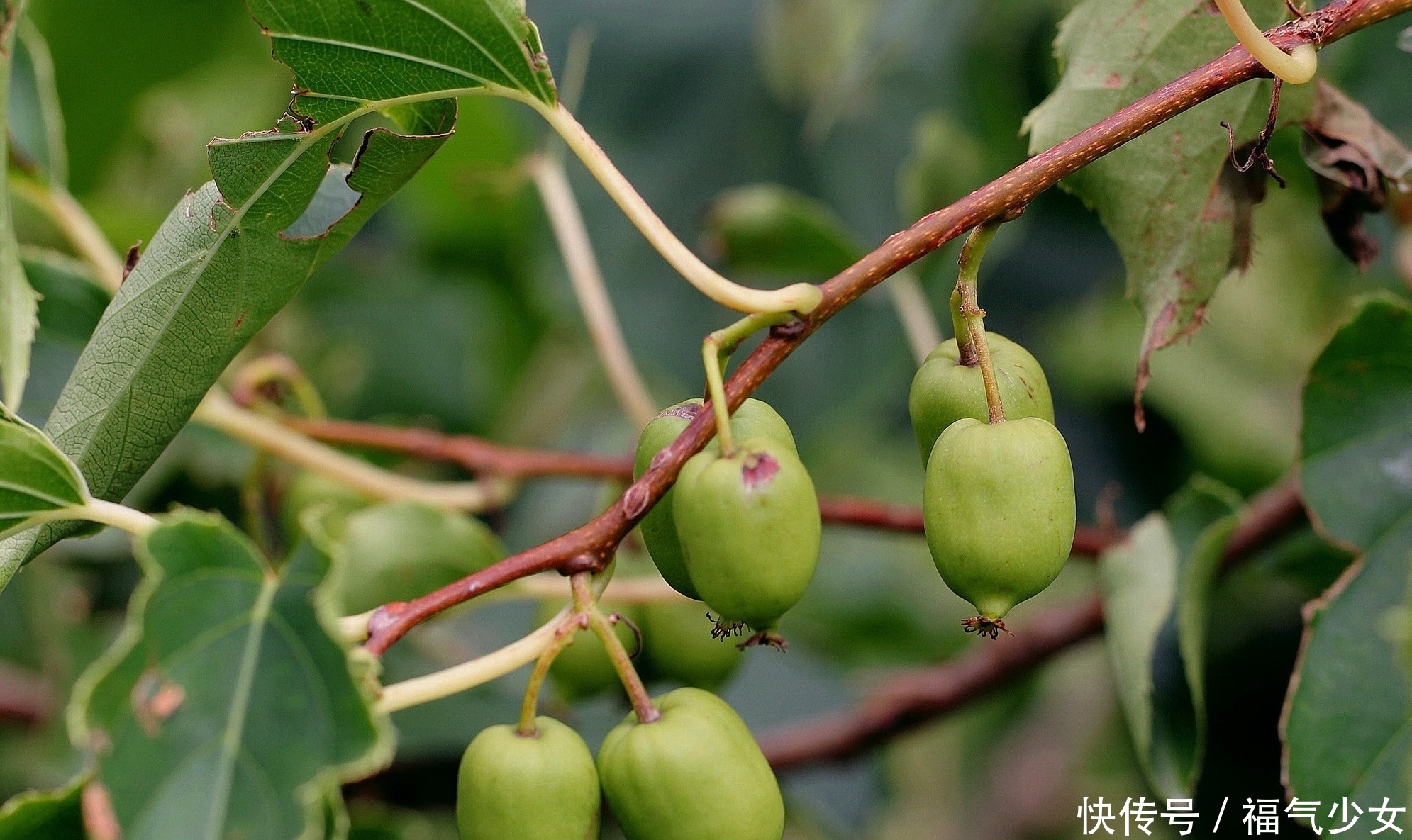 山里这种野生物,外貌看似很普通,价值却不一般,遇到了别客气