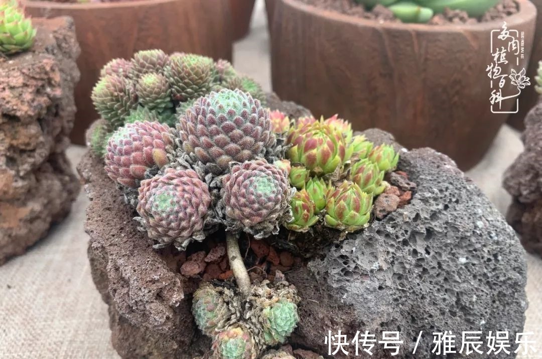 框子|这多肉拼盘这么仙!如何制作达人手把手教你制作长生草拼盘!