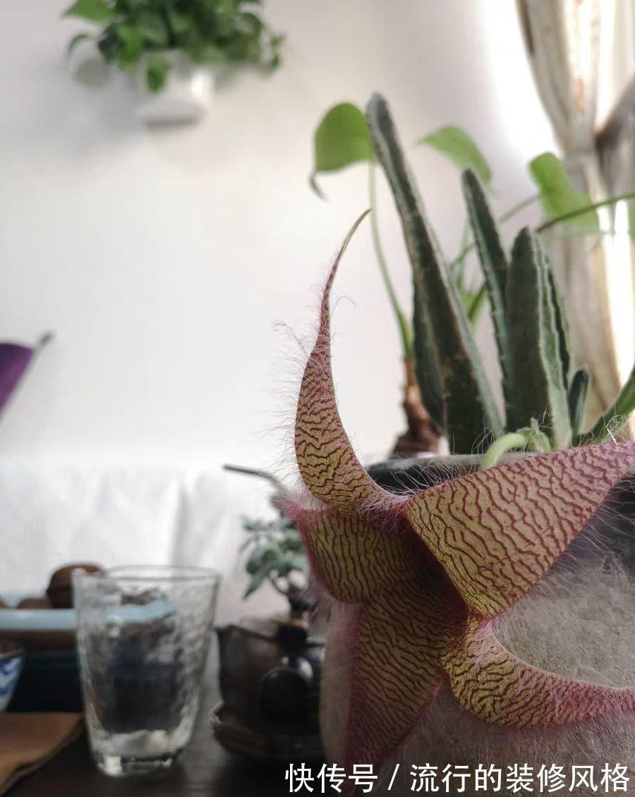 家里养了这花,满屋子都是臭味,家人让我赶紧扔掉