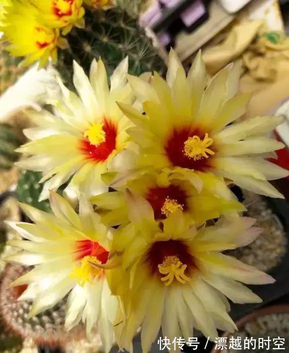 3种仙人球,就像“开花机器”,一开上百朵,个个了不起!