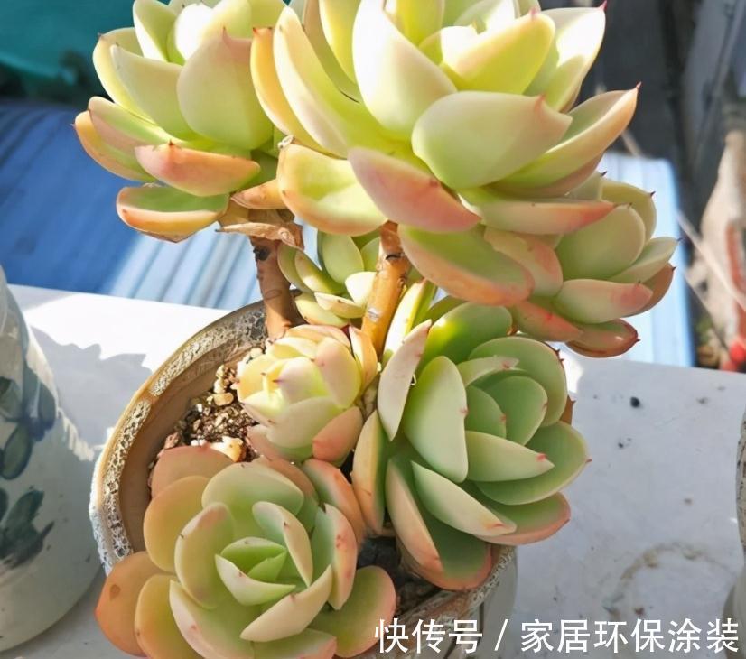 天冷不能露养多肉,碧桃该怎么办?多注意4点,根壮茎叶美