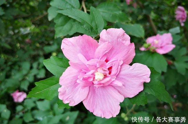 “劝君莫种木槿花”，看古人为何不种木槿花