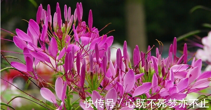 美丽的心|此花似蝴蝶飞舞，常常迷倒飞舞的蝴蝶，被誉为“神秘之花”