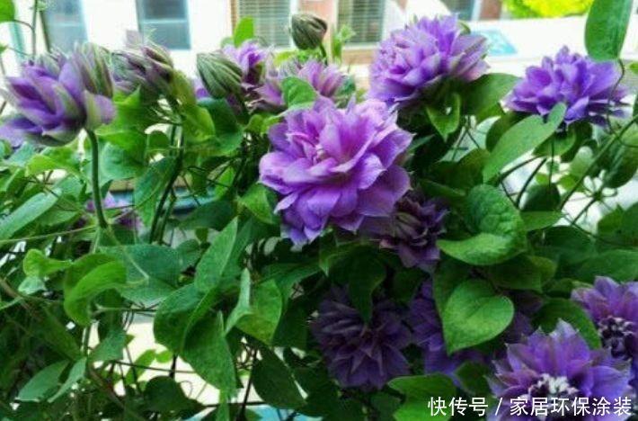 阳台必养的花卉,净化空气的能力超强,特别的养人