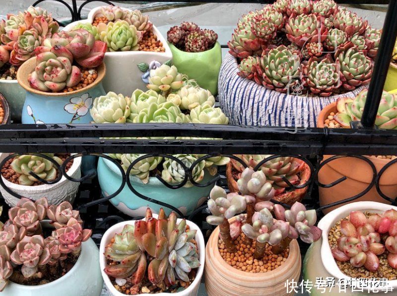 浇水|三伏天养多肉,要面临“3关”,闯过去美成仙肉,闯不过去收空盆