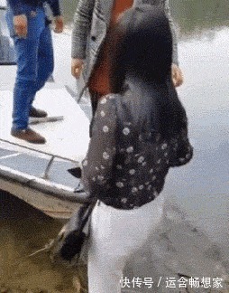 |搞笑GIF这鸽子真悲催,第一次被变出来,就被猫咪咬了