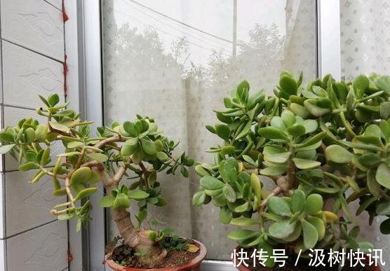 夏季养花，首选这些不怕晒，不怕旱的花卉，养着省心、看着养眼