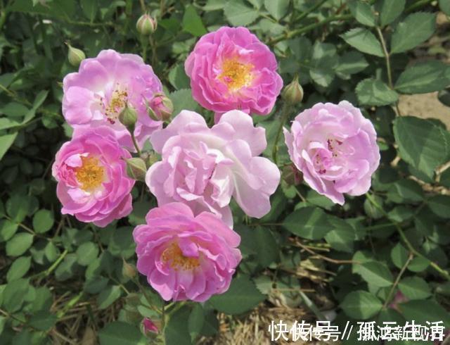 枝条|“沾土”就生根的1种花,夏天扦插2盆,9天“冒根系”,长势快