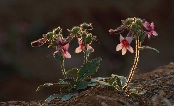 白头草|农村最贵的几种野草,千元一斤,现如今都很少见到!