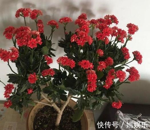 修剪|盆栽养殖长寿花，花谢就修剪、施肥，等一个月又能催花了