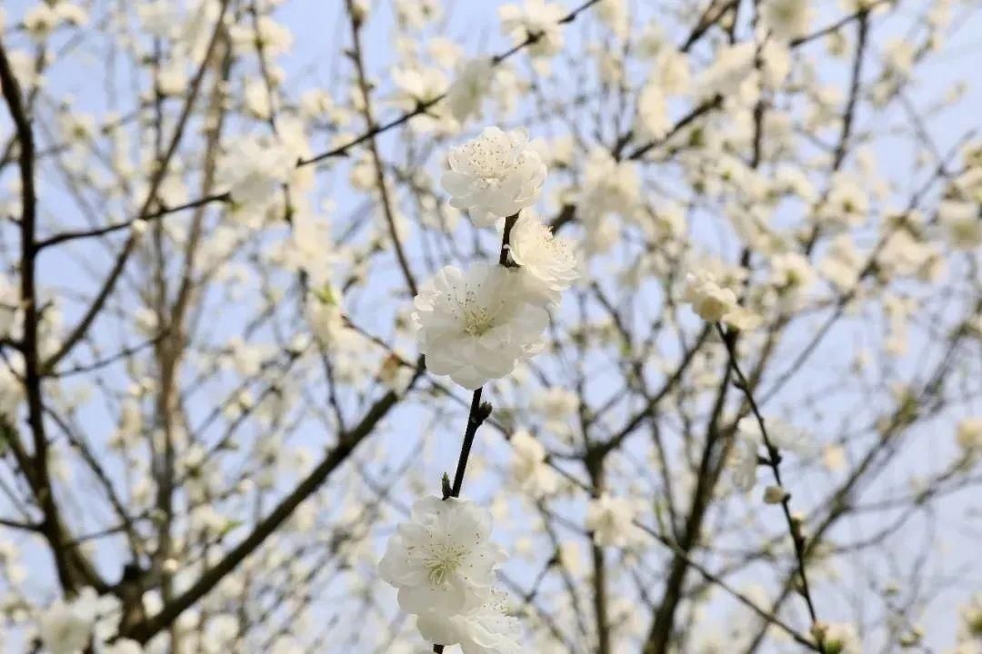 老年|霸屏粉红色丨看过泸州这片最美的海棠，才算是经历了春天