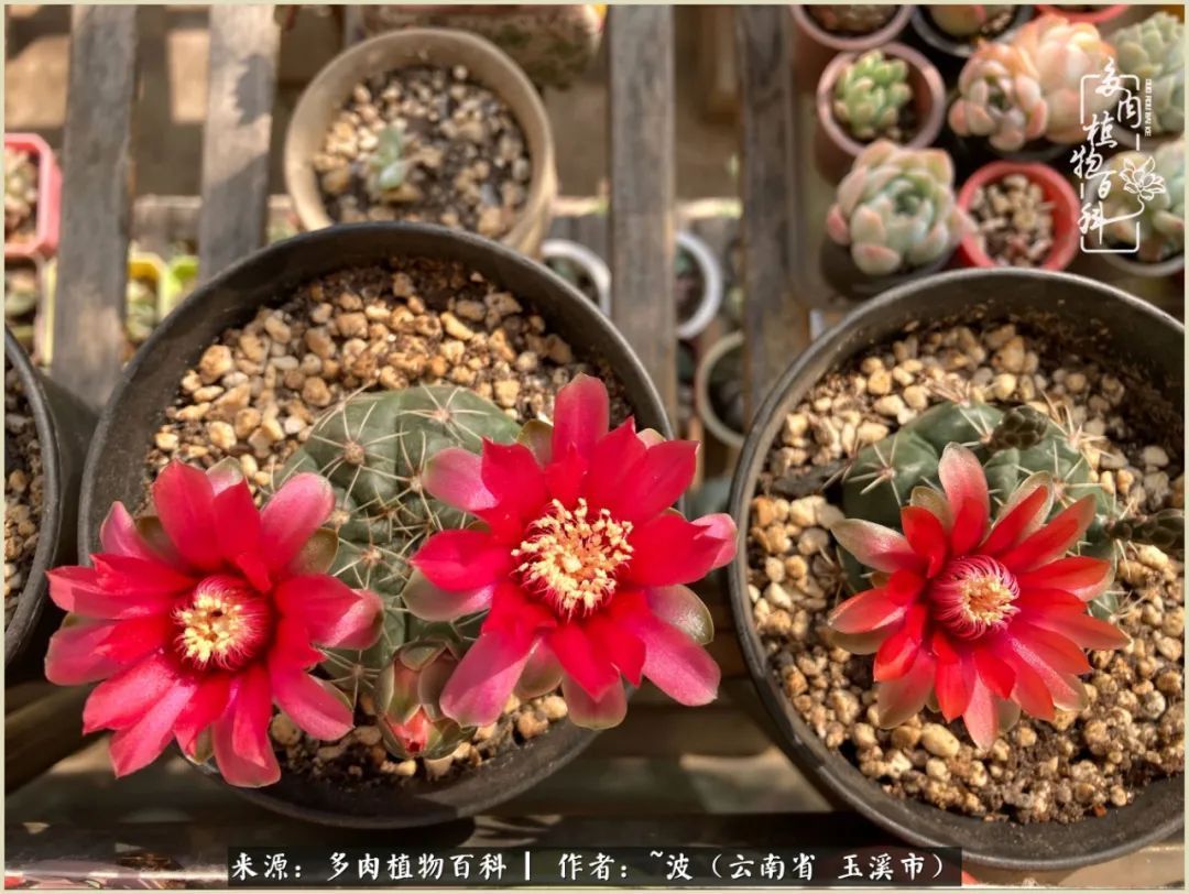 多肉|遇见即美，花事未荼蘼！种一桌子多肉，看花开花落！