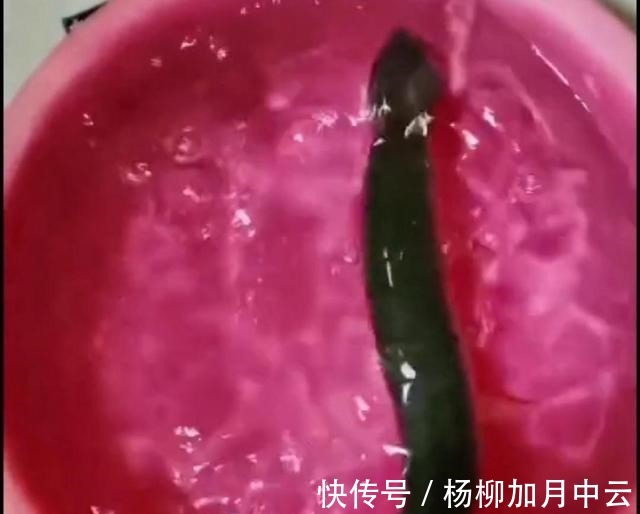 江苏钓鱼人解锁“新鱼种”,网友疑问“常州还有狗鱼”