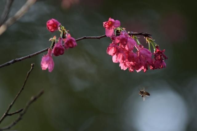 图集｜是春天了！一起听花开的声音