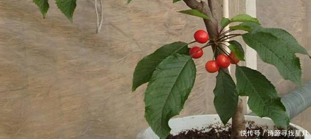 养护|阳台上适合种什么果树!