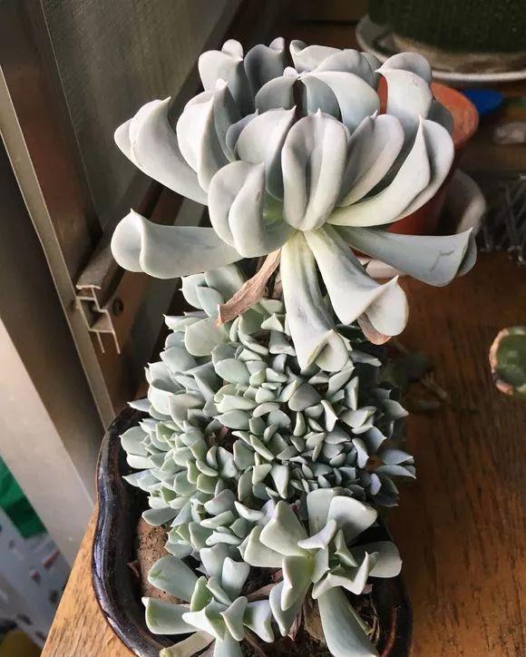 超爱爆小崽的5种多肉,种盆里长的密密麻麻,都装不下了!