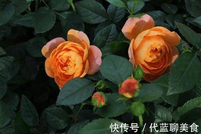 又美又香的月季花，还没入手太亏了，花期可是几百天