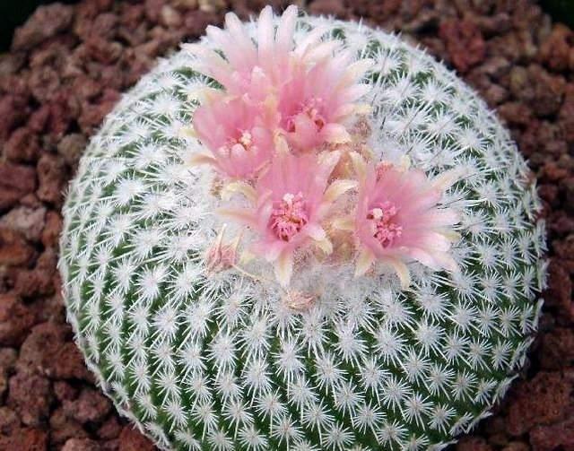 养花小技巧仙人球浑身是刺,学好几个妙招,不到半年就开花