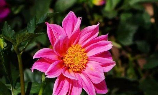 家养4种旺运花,吉祥又喜庆,满树都是花朵,漂亮极了