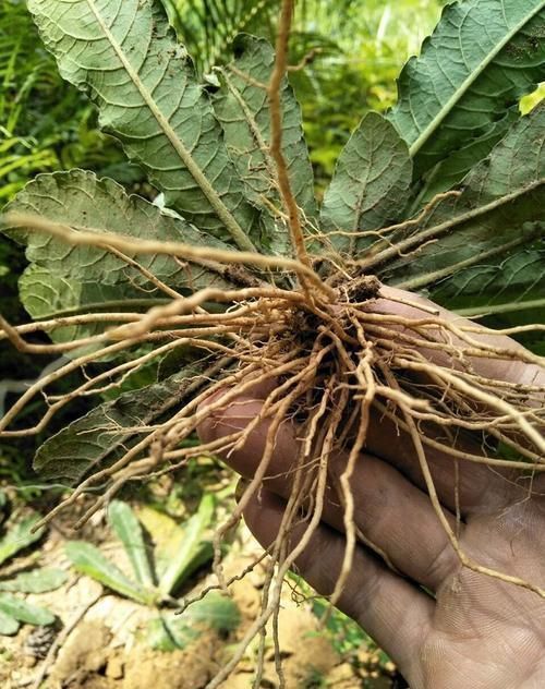 采摘|它是口腔溃疡“特效药”,人称地胆草,路边到处是,需要请重视!