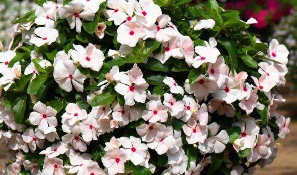 适合庭院养护的4种花,蹭蹭爬满墙,耐热又耐寒,四季开花不断