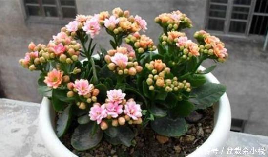 多花多|想让长寿花叶子绿、花朵大又多花多吗?教你4个小窍门