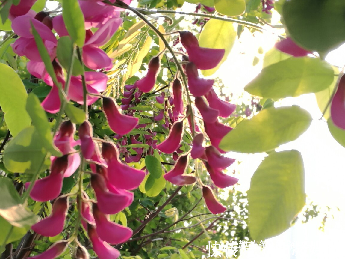 此花寓意着富贵的花,给人一种繁荣欣欣向荣的曲线,是财富之花