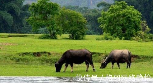 风水宝地|落魄秀才发现一个风水宝地，自尽于此，从此家族富贵八百年