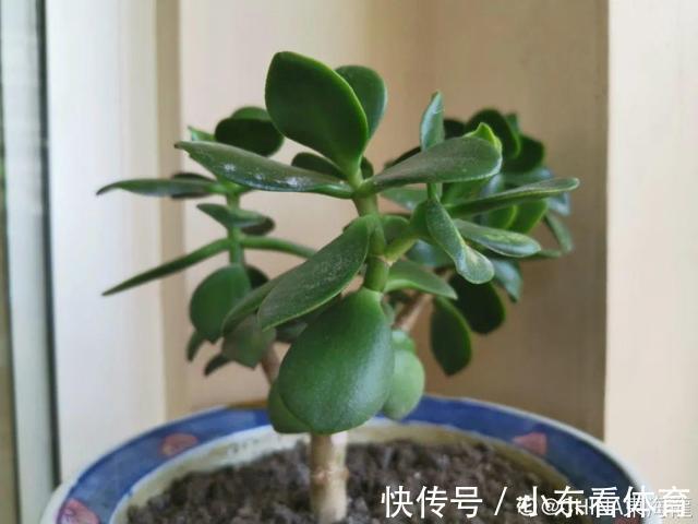 叶子|10种花要控水,天热反而不能浇,一浇水就死