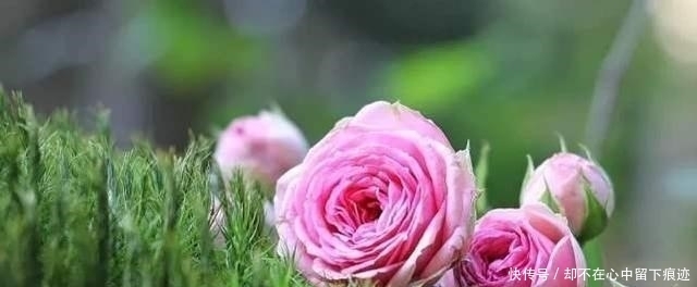  小说|从历史人物，金庸小说人物，来谈一下宽恕之心