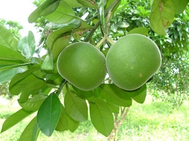 中华咳宝|“中华咳宝”找到了,用来泡水喝,清除体内寒毒,化痰平喘