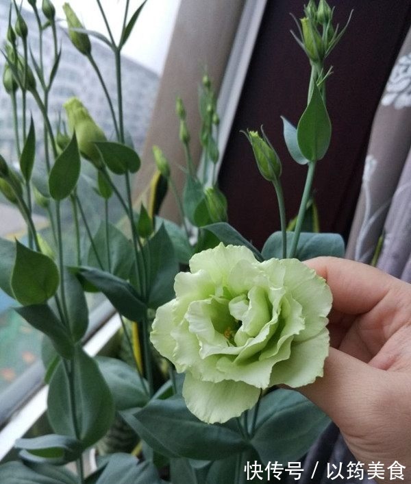 喜欢养花,不如养盆丽钵花,号称“移动香水”,养一盆花香四溢