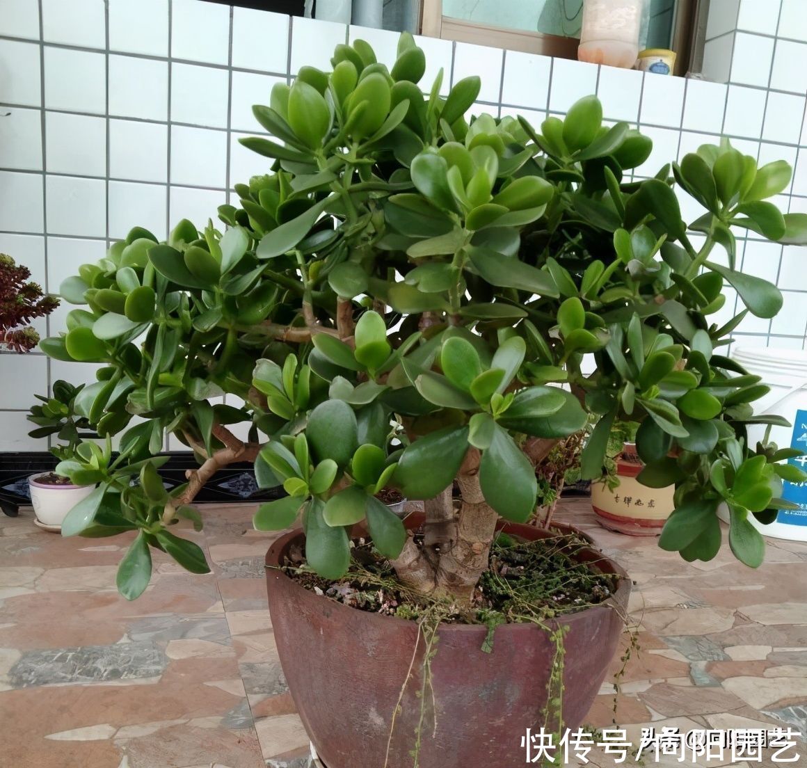 新的一年，给玉树“剃剃头”，主干长得更粗，侧枝还能扦插