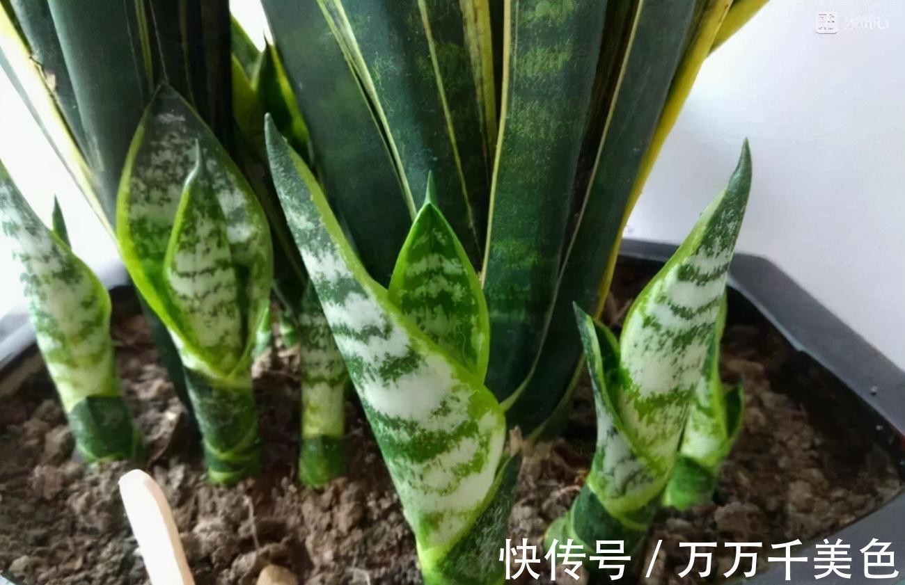 虎皮兰有“3怕两不喜”，难怪不爱出小芽，还越长越难看