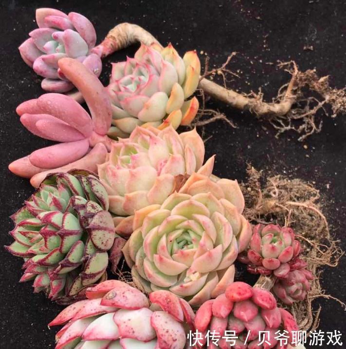 多肉植物养不好,养肉先养根,养好多肉要根部做起