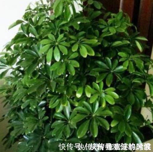 3种花养了就爆盆，好养又便宜，家里空气好，比净化器管用