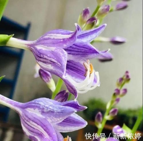 阳台上|5种“阴暗花”,藏在角落里,年年自行繁殖,也能开成“仙花树”