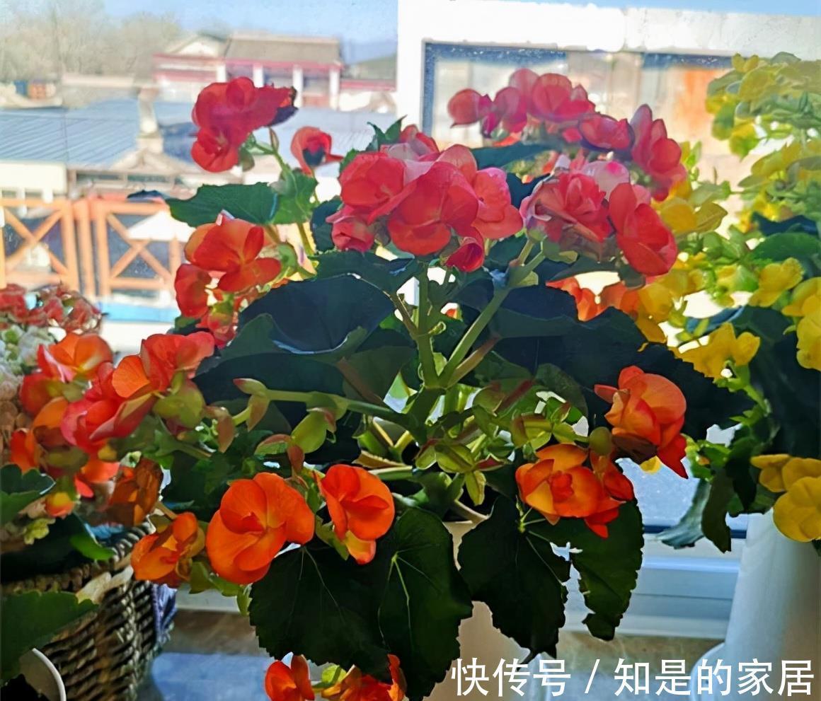 软腐病|5种花美则美矣，就是不好养，没有四五年的养花经验，越养越闹心