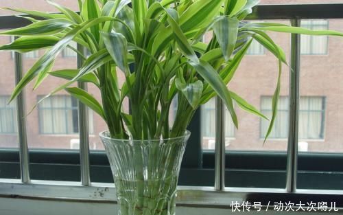 盆栽|客厅养花选它，比绿萝好养，养人还聚财，是家庭盆栽佳品