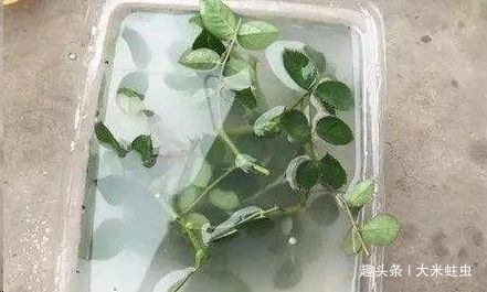 月季扦插只能等明年开春了，扦插小技巧，请先收好！