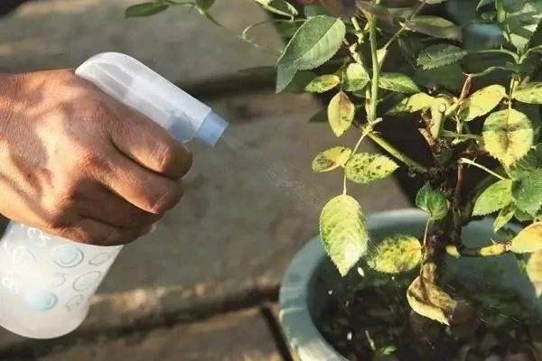 新枝|月季花黄叶,简单“3步”,茂盛绿油油,新枝嫩叶长出来,开爆盆