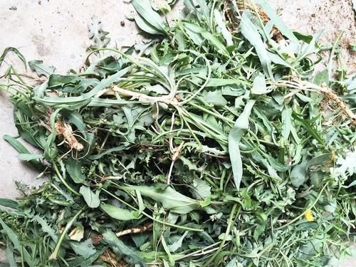 曾是穷苦人救命菜,如今成民间极品野菜,味赛荠菜,见到请别错过