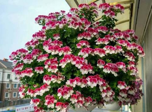 这5种花,吊起来养,开成花球,花多到看不到叶子!
